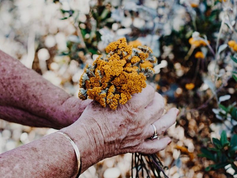 person holding yellow flowers during daytime
